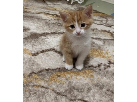 Cana yakın dost kedimiz