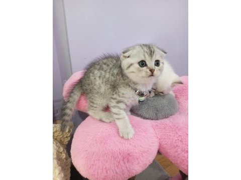 Safkan scottish fold ve straight yavrular catteryden