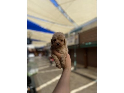 Hakiki orjinal (toy poodle)