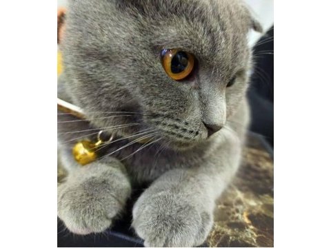 Sahiplendirilecek scottish fold