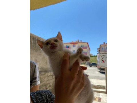 2 aylık kedimiz