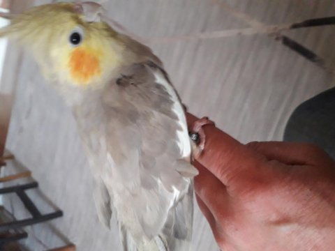 Sultan papağanı 4 yaşında