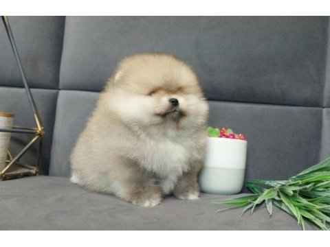 Teddy bear boo yavrular taksitle heryere gönderilir 