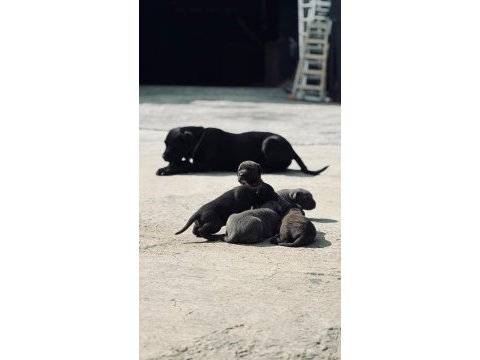 30 günlük cane corso yavrularımız