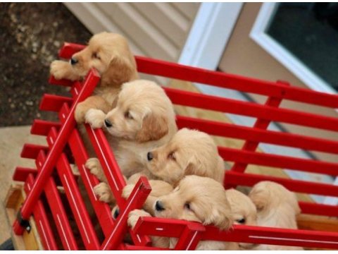 Golden retriever yavrular için ulaşabilirsiniz