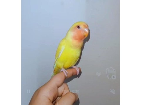 4 aylık yavru el besleme büyüdü full evcil sevda papağanı