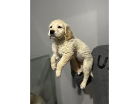 Golden retriever yavrular