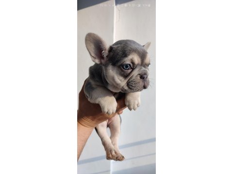Exotic french bulldog yavrular teslime hazır