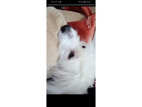 Maltese oğlumuza yuva arıyoruz