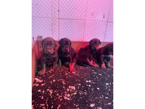 Şecereli a klass doberman dişi roketler