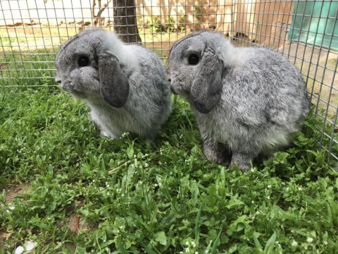 Safkan mini lop tavşanı bebeklerimiz