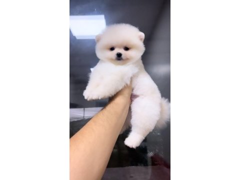 81 ile sağlıklı gönderim pomeranian boo