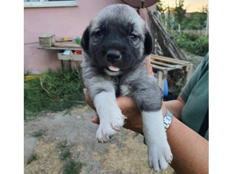 Safkan 6 tırnaklı soylu özel üretim kangal yavrular