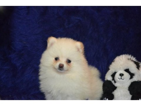 Pomeranian boo kızımız