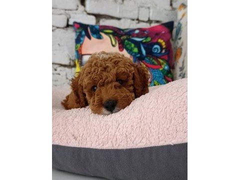 Poodle çift renk
