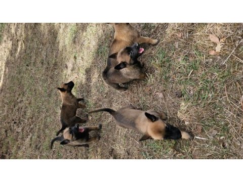 Malinois yavruları belçika kurdu