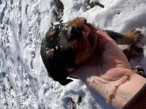 A kalite rottweiler yavruları