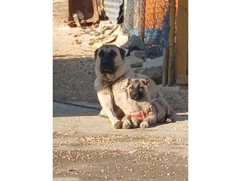 Saf kangal