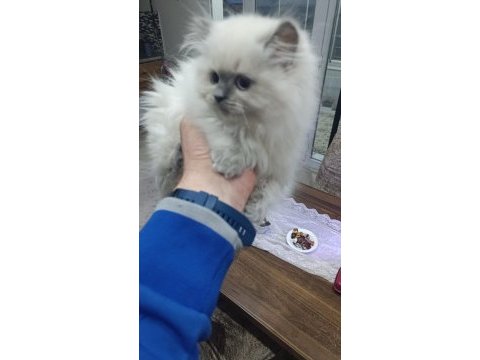 British longhair yavrular