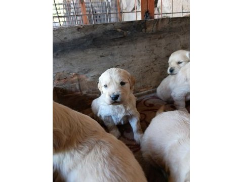 Orjinal safkan golden retriever bebekler