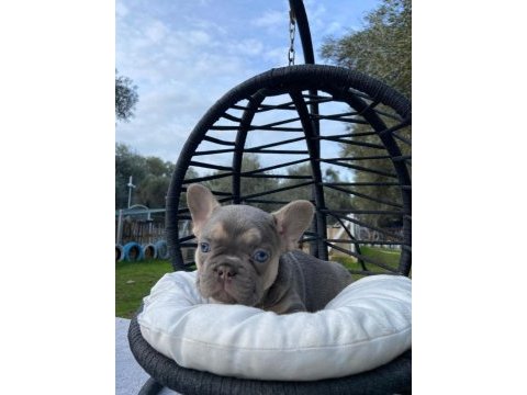 Muhteşem french bulldog yavrularımız