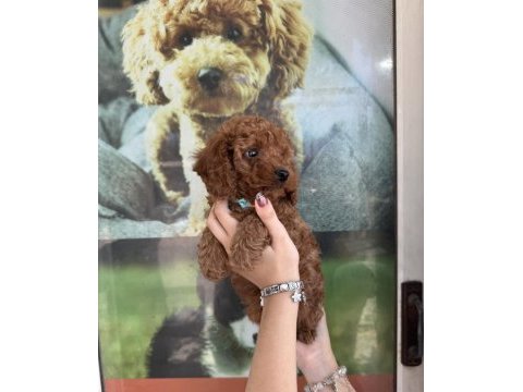 Kore dişi erkek bakımlı poodle minnoşlarımız