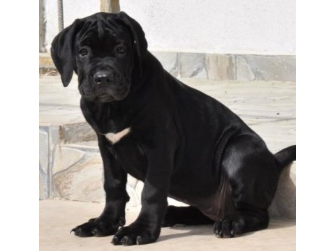 Kif / fci a scr belgeli sağlık ve ırk garantili cane corso