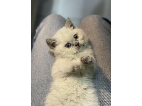 Veteriner hekim kontrollü british shorthair
