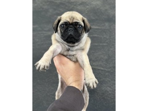 Hamburger surat gül kuyruk pug mops