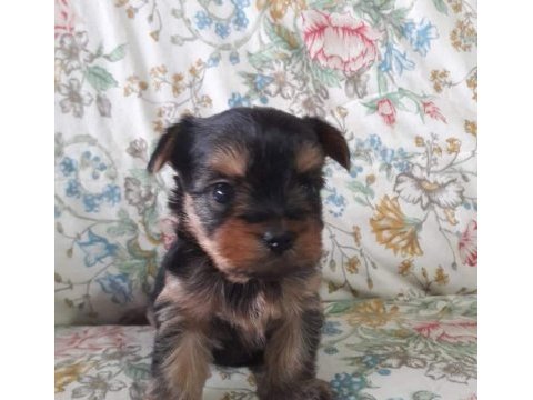 Terrier yorkshire yavrular
