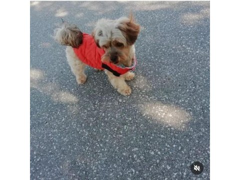 Yorkshire terrier aşıları kimliği her şeyi tam