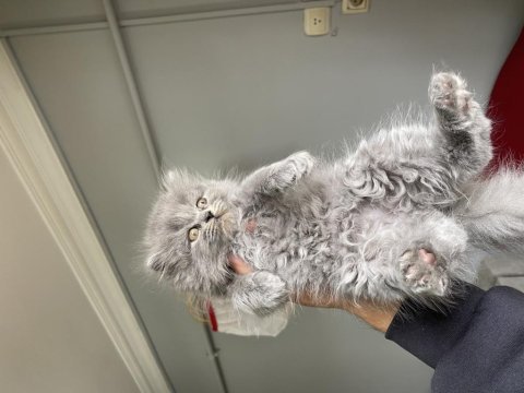 British longhair 2 aylık erkek
