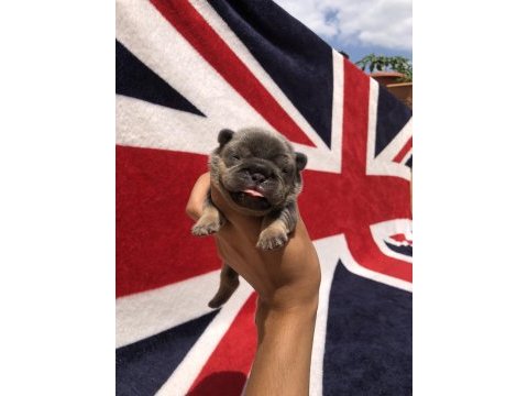 Egzotik french bulldog yavrular