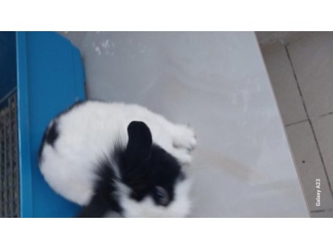 Uysal erkek cüce tavşan erkek