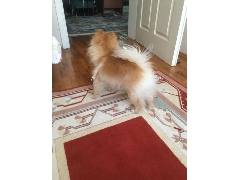 Orjinal pomeranian boo