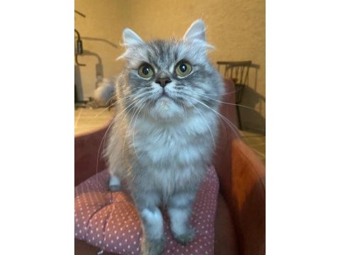 9-10 aylık dişi british longhair (ücretsiz sahiplendirme)
