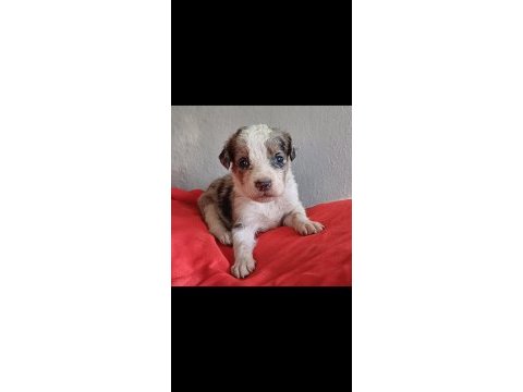 Sağlıklı mükemmel merle border collie yavrumuz