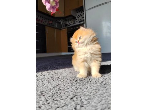 Safkan british longhair aslan oğlana yuva arıyorum