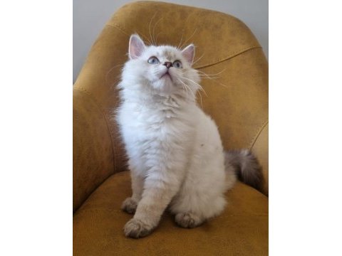 Yavru british longhair