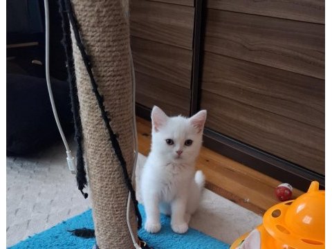 Yeni yuvasına gitmeye hazır dişi british shorthair