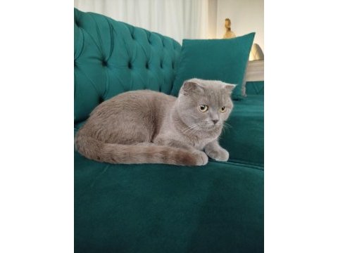 Dişi scottish fold kedisi