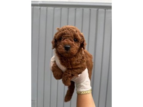 Safkan toy poodle