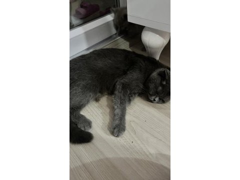 Scottish anne kedi ve yavruları sahiplendirilecektir
