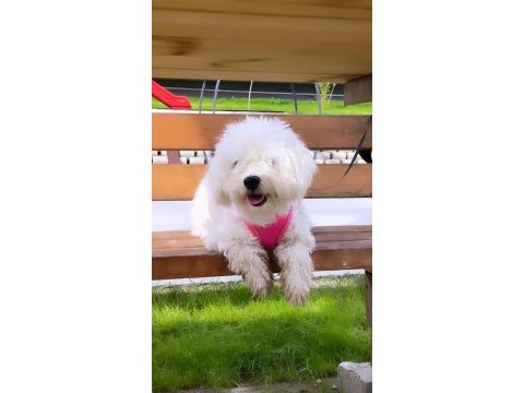 1,5 yaşında dişi maltipoo