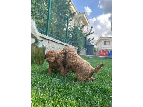 Red brown poodle yavrularım