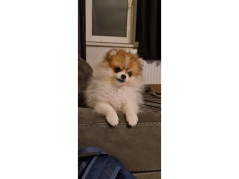 3 ay dişi pomeranian