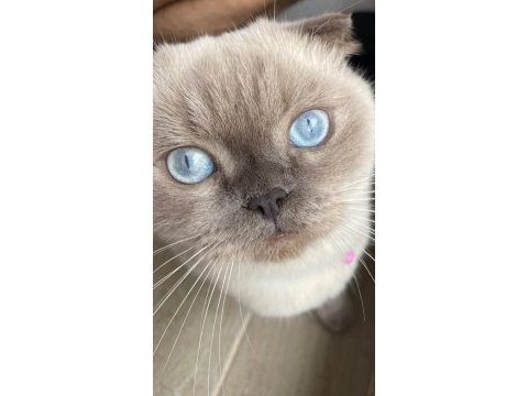 Scottish fold 2 yaşında