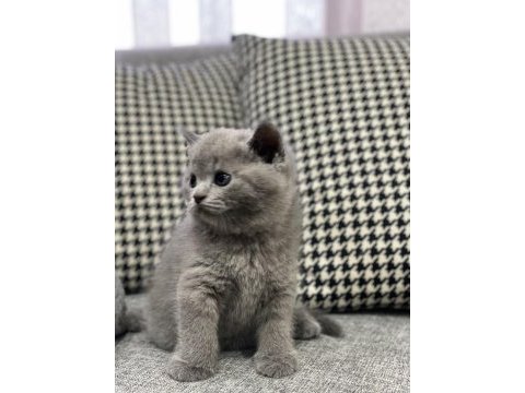 1 erkek ve 1 dişi british shorthair