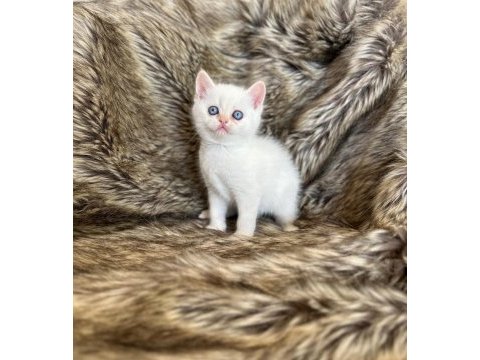 British shorthair ırkının en güzel örnekleri