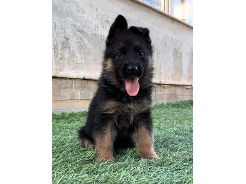 Üst düzey alman çoban köpeği yavruları secereli